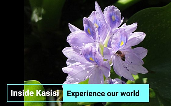 Inside Kasisi